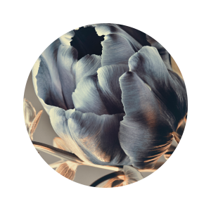 Bilde Baroque 3 v:6516083