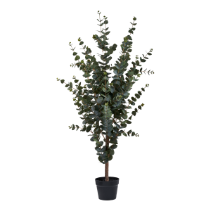 Eukalyptus tre v:8425112