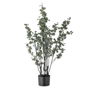 Eucalyptus Plante v:9972200 Eucalyptus Plante v:9972200
