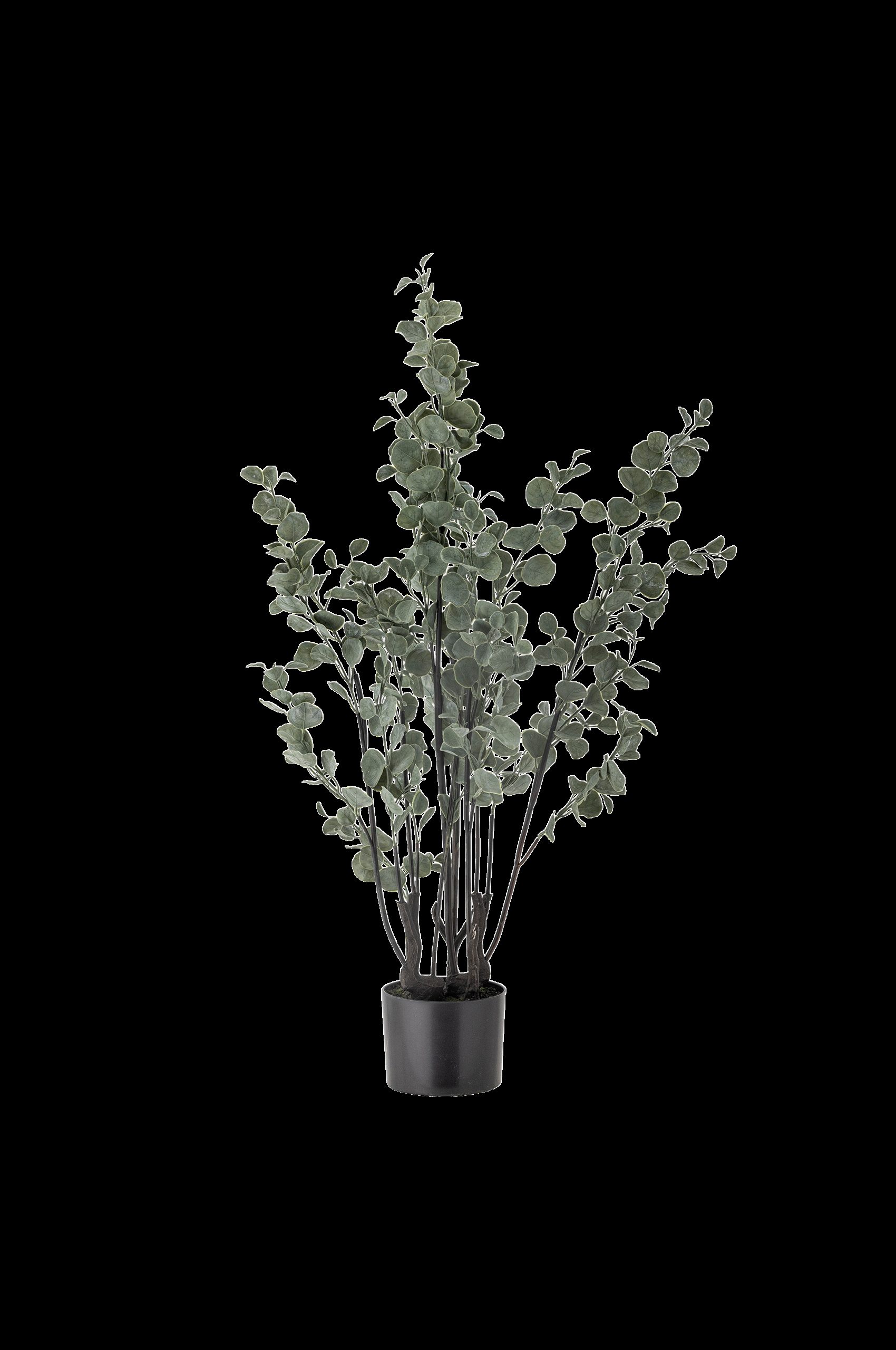 Eucalyptus Plante v:9972200