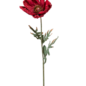 Vallmo Blomst v:5687961
