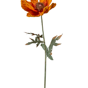 Vallmo Blomst v:2716306